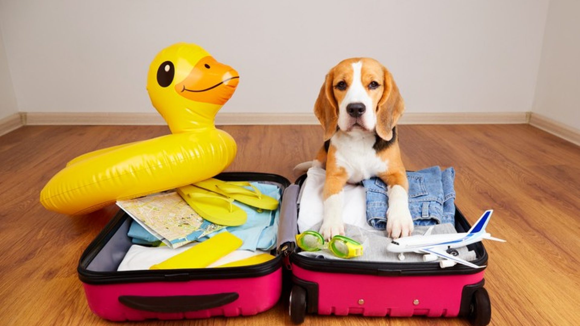 Hund sitzt im Koffer