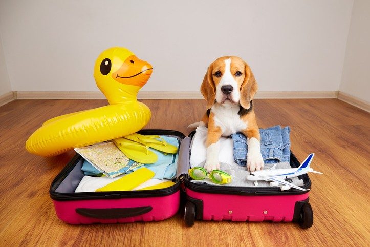 Hund sitzt im Koffer