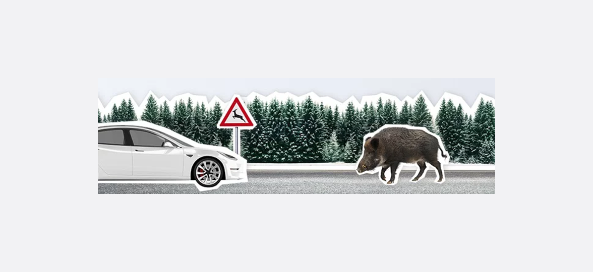 Wildtierkollision